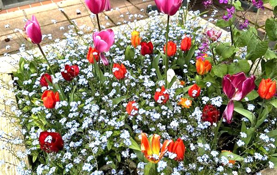 Raised Planter At Abbeyfield House, New Malden KT3 3RL