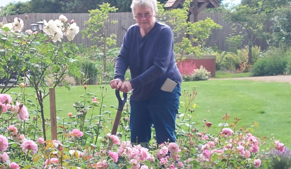 Sally Haylock Tends To Her Rose Bushes At Westall House