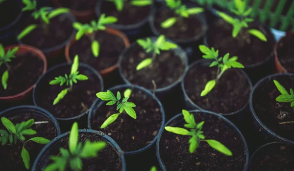 Plant Pots With Seedlings Sprouting