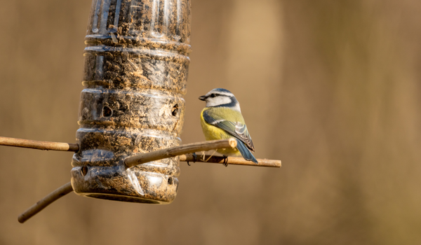 Birdfeeder