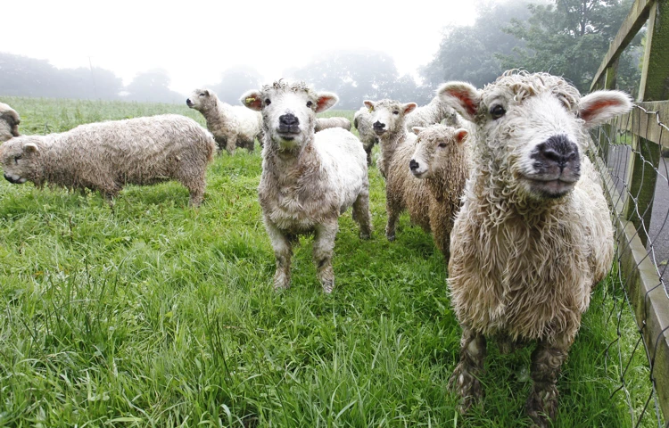 Lambs in a green field close to Hill House
