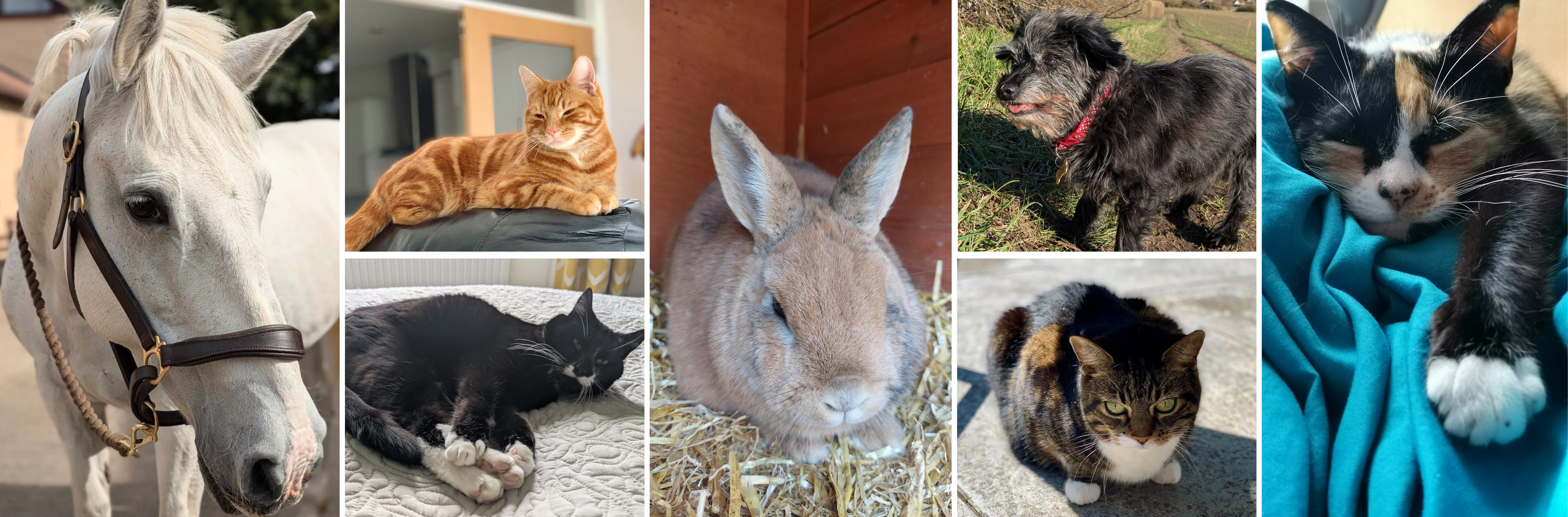 Staff pets collage in celebration of National Pet Day 2025