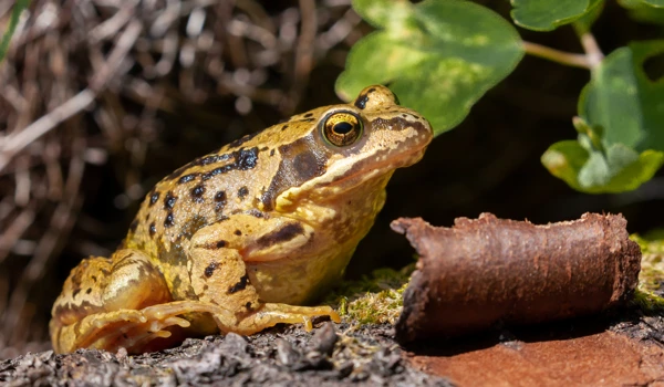 Frog House