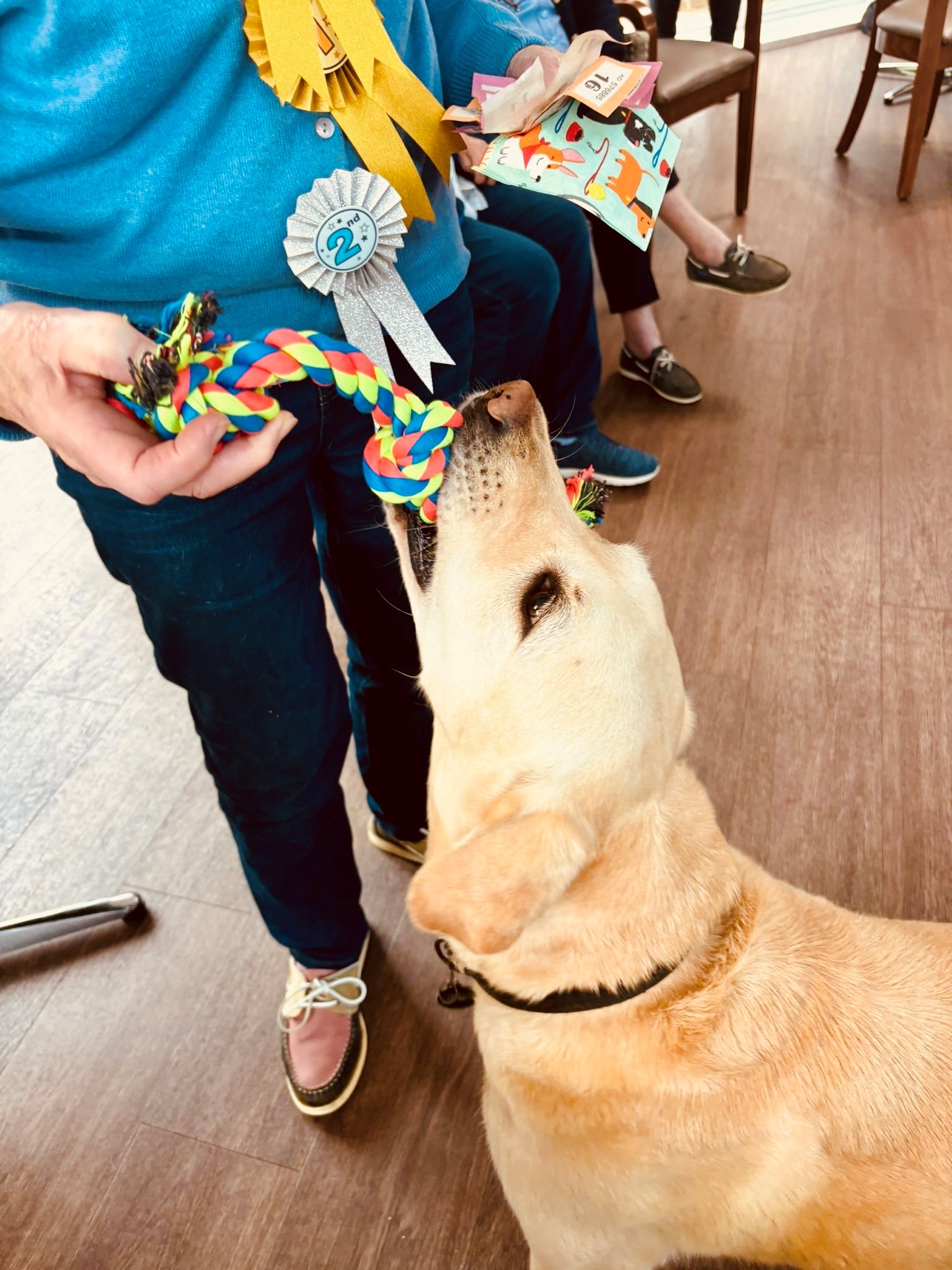 Roo achieves Best in Show at Westall House dog show