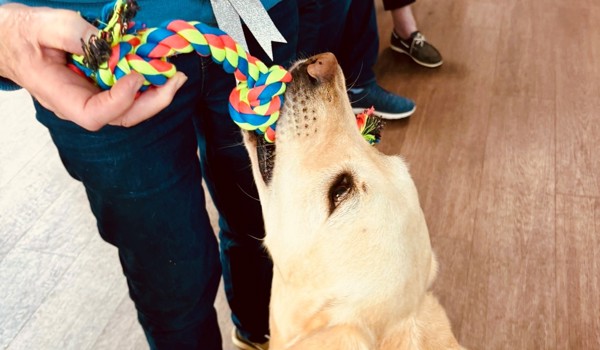 Roo achieves Best in Show at Westall House dog show