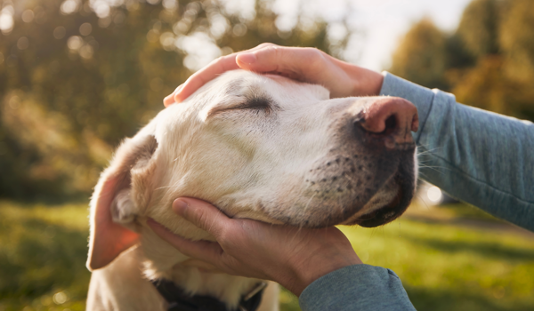 Celebrating the furry, feathered and scaly this National Pet Day 