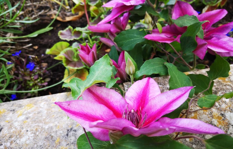Bright colourful flowers adorn the garden
