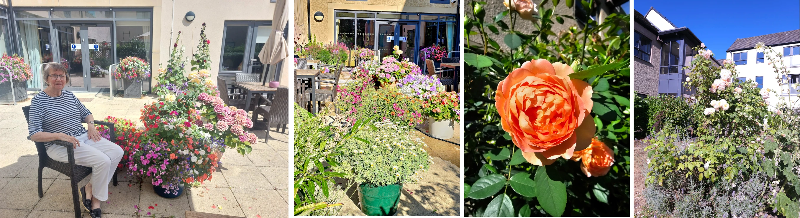 Collage of photos of Frances and plants in the Burnham Court garden