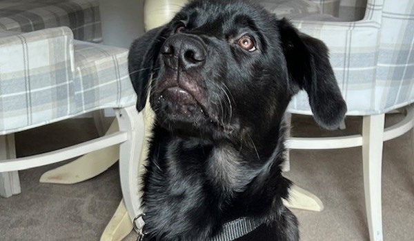 Winnersh's Pawsome Partnership with Guide Dogs