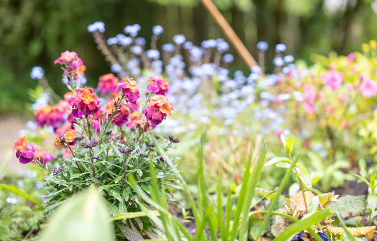 Beautiful flowers in the garden at Abbeyfield House, Cockermouth CA13 9RH