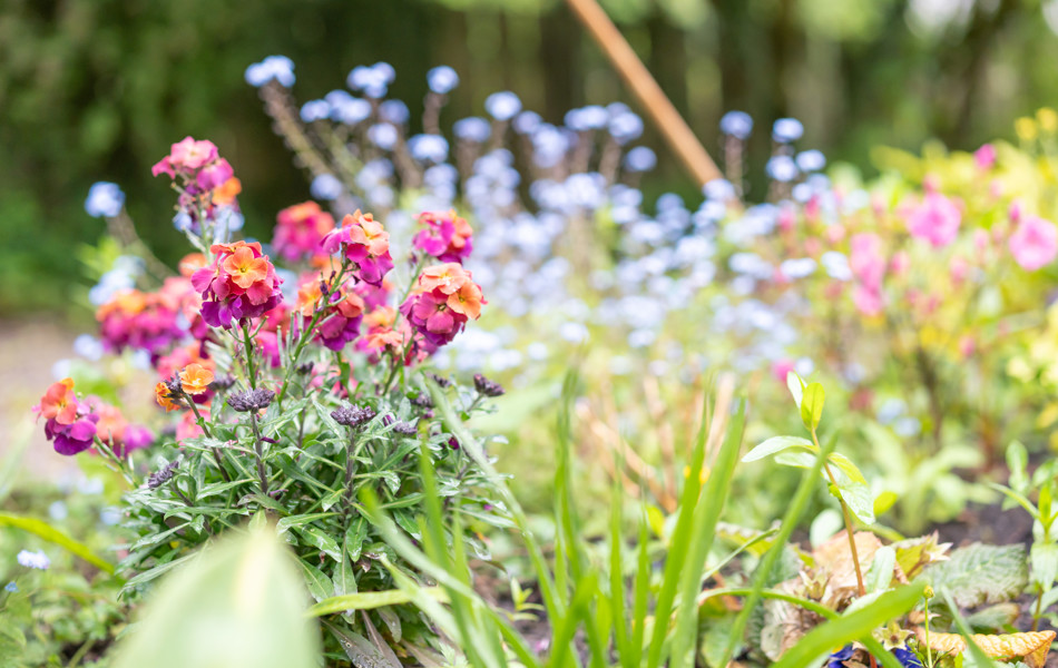 Beautiful flowers in the garden at Abbeyfield House, Cockermouth CA13 9RH