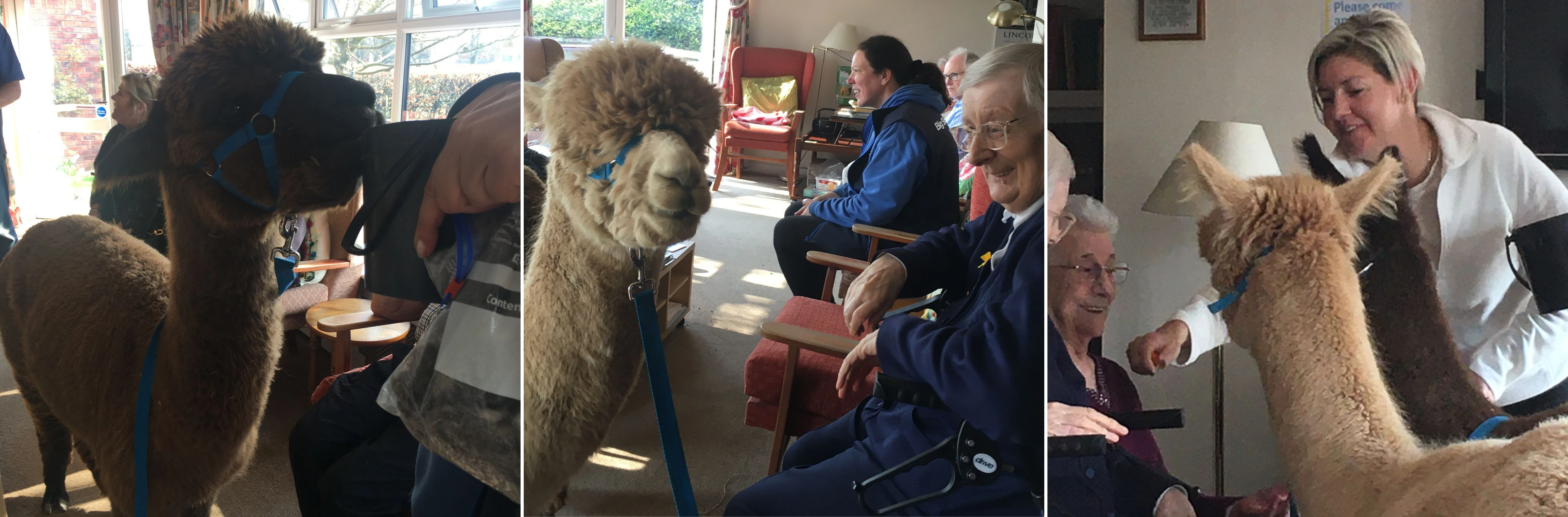Alpacas visited Abbeyfield House, Lincoln