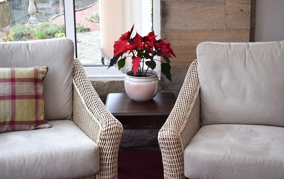Close up of two armchairs and a red plant