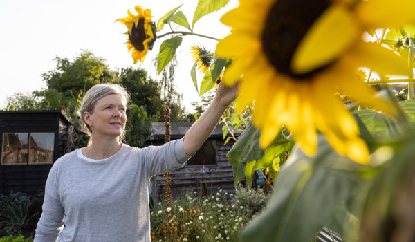 Woman Tending To Sunflowers In The Garden